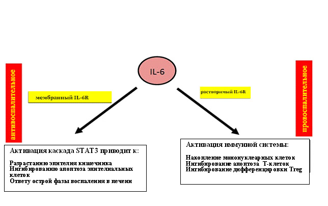 Ингибирование интерлейкина-6, как это может быть полезным? - 5