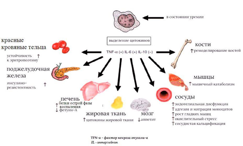 Ингибирование интерлейкина-6, как это может быть полезным? - 1