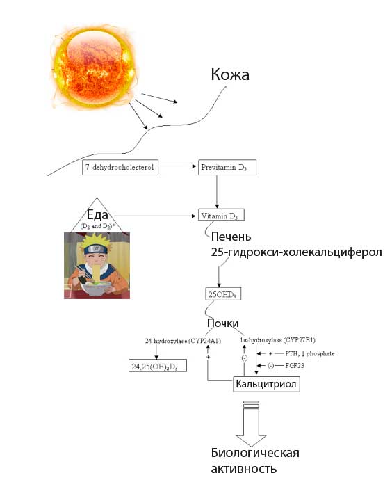 Витамин D — механизм действия и нужно ли принимать добавки (Lifext investigations) - 1