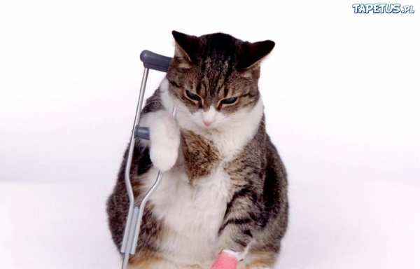 Строгая типизация для приложений Vue.js на TypeScript - 1 котик