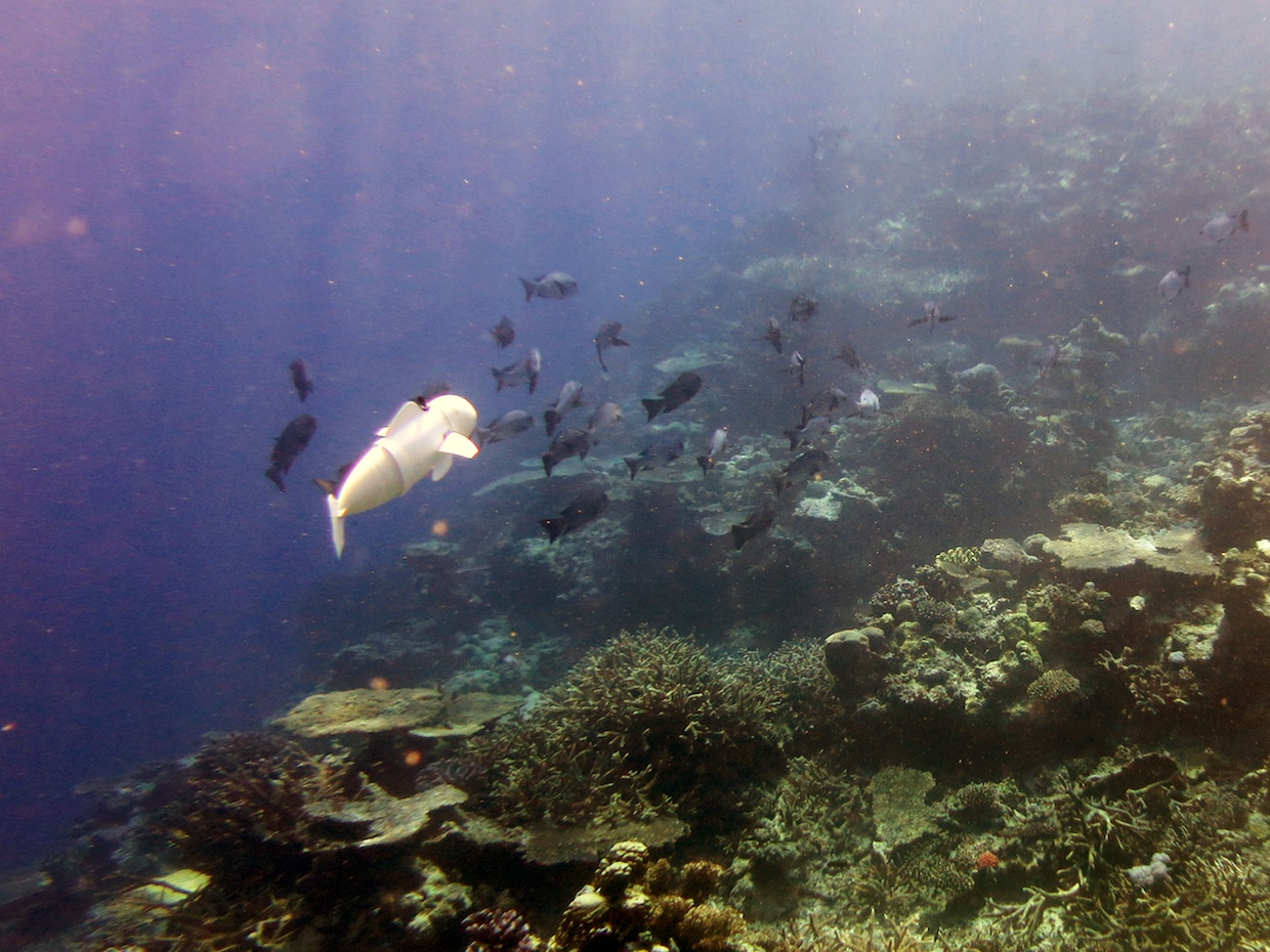Роборыба, созданная учеными MIT, изучает коралловые рифы на Фиджи - 2