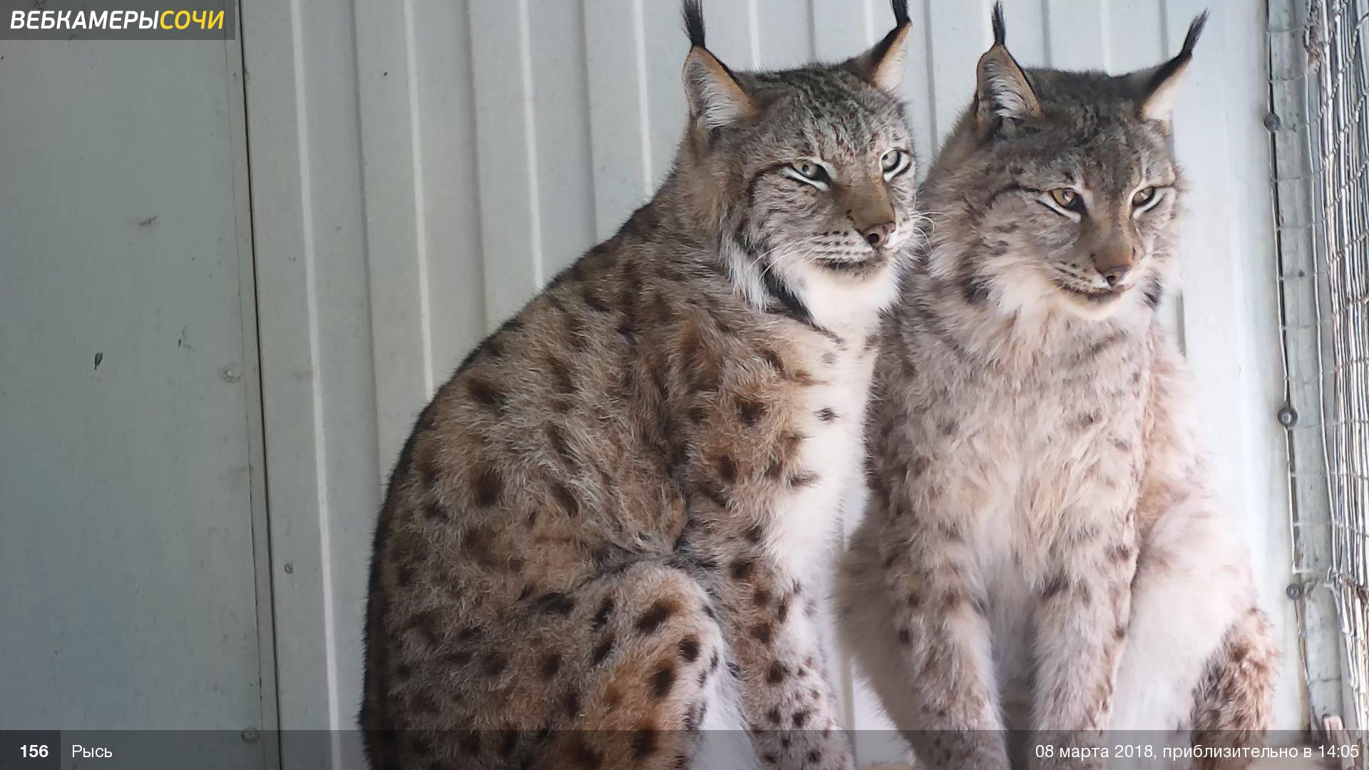 Сочи.Камера: как региональный провайдер поднял сайт видеотрансляции с посещением в 500 000 человек в месяц - 6 Сочи.Камера: как региональный провайдер поднял сайт видеотрансляции с посещением в 500 000 человек в месяц - 6