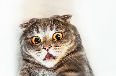 Котейки против Чёрного властелина: статистика online-этапа NeoQUEST-2018 - 1 Котейки против Чёрного властелина: статистика online-этапа NeoQUEST-2018 - 1