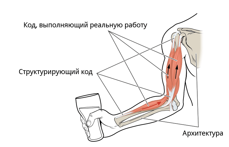 Анатомическая метафора кода. Где у кода мускулы - 1