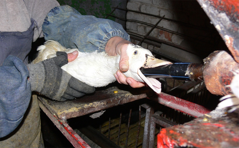 Пища недалекого будущего. Как готовят мясо из пробирки и почему мы все скоро будем его есть - 10 Пища недалекого будущего. Как готовят мясо из пробирки и почему мы все скоро будем его есть - 10