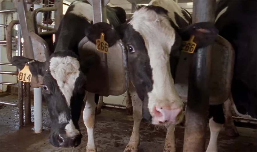 Пища недалекого будущего. Как готовят мясо из пробирки и почему мы все скоро будем его есть - 2 Пища недалекого будущего. Как готовят мясо из пробирки и почему мы все скоро будем его есть - 2