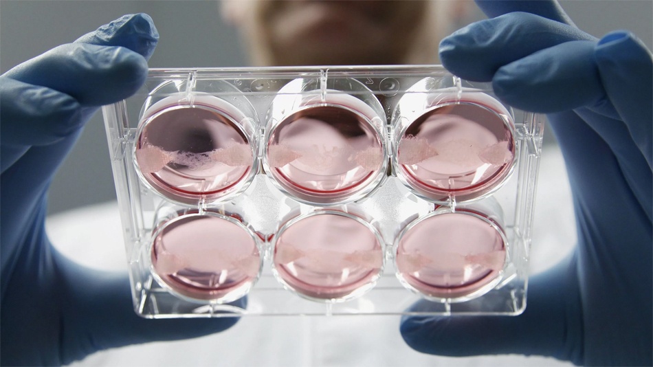 Пища недалекого будущего. Как готовят мясо из пробирки и почему мы все скоро будем его есть - 6 Пища недалекого будущего. Как готовят мясо из пробирки и почему мы все скоро будем его есть - 6