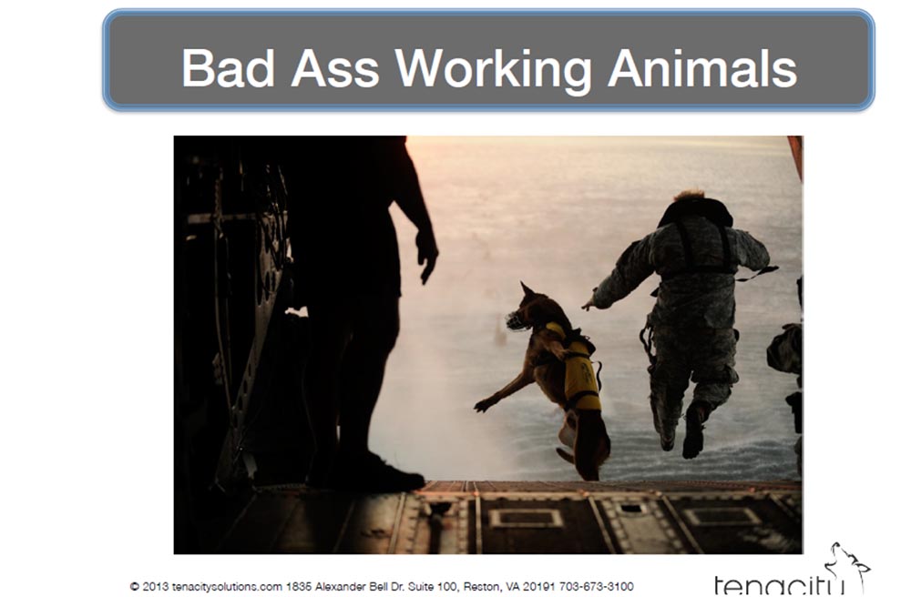 Конференция DEFCON 22. «Вооружение Ваших домашних питомцев. Боевая Киска и cобака для отказа сервиса». Джен Бренсфилд - 4