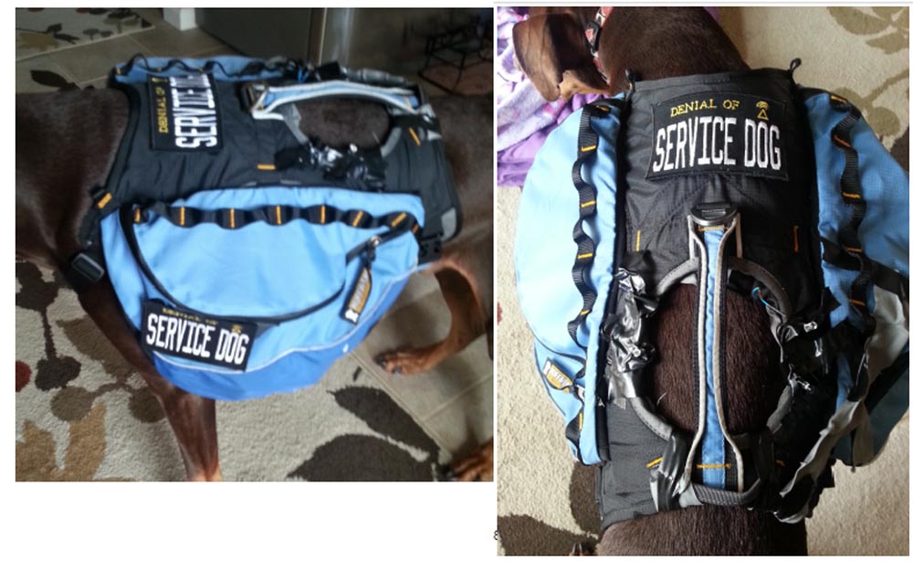 Конференция DEFCON 22. «Вооружение Ваших домашних питомцев. Боевая Киска и cобака для отказа сервиса». Джен Бренсфилд - 45