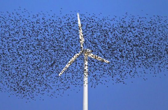 Ветрогенераторы вредны для птиц