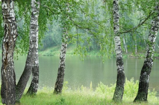 Доктора рассказали, какая пыльца самая опасная