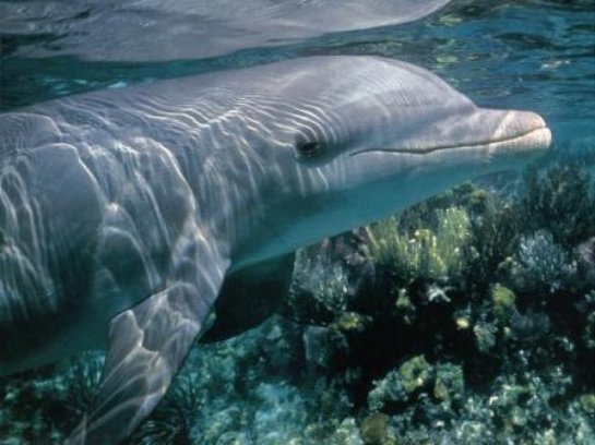 У берегов Канады заметили теплолюбивых дельфинов У берегов Канады заметили теплолюбивых дельфинов