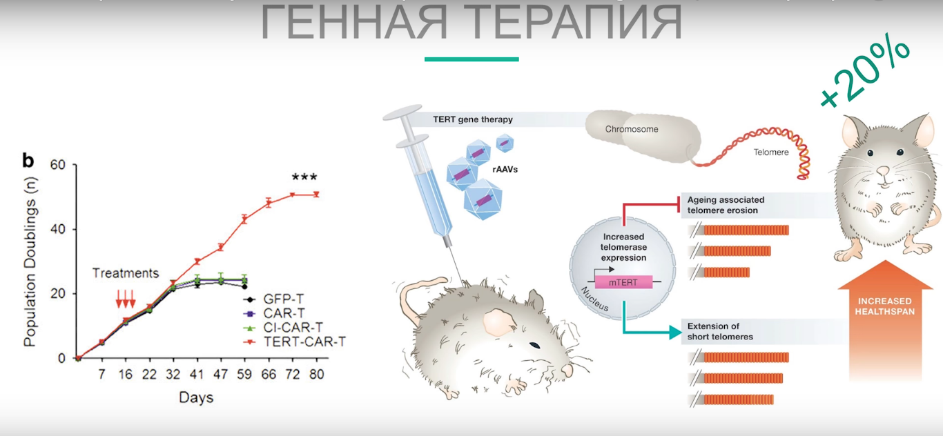 Стартап из Гарварда планирует научиться омолаживать людей и животных. Начнут с собак - 5