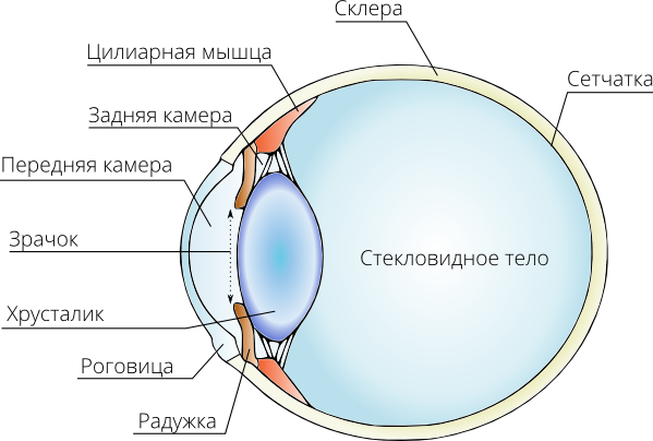 Функция передней камеры глаза. Камеры глазного яблока анатомия. Роговица хрусталик стекловидное тело. Задняя камера глаза строение и функции. Строение глаза задняя камера.