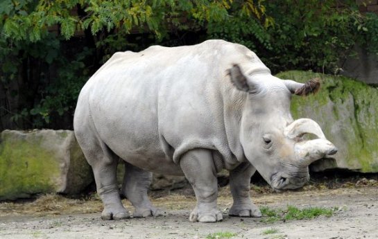 Северный белый носорог стал претендентом на клонирование