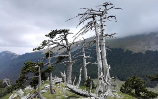 В Европе нашли дерево с рекордным возрастом