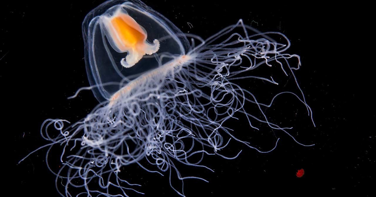 Девять животных, которые переживут человечество Девять животных, которые переживут человечество