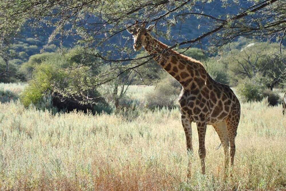 От гудения жирафов до звуков птиц-подражателей — слушаем природу вместе - 1