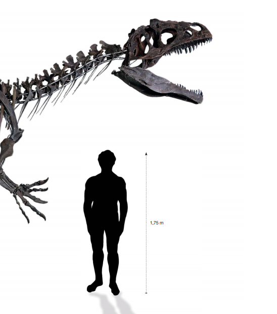 На парижском аукционе продадут скелет динозавра