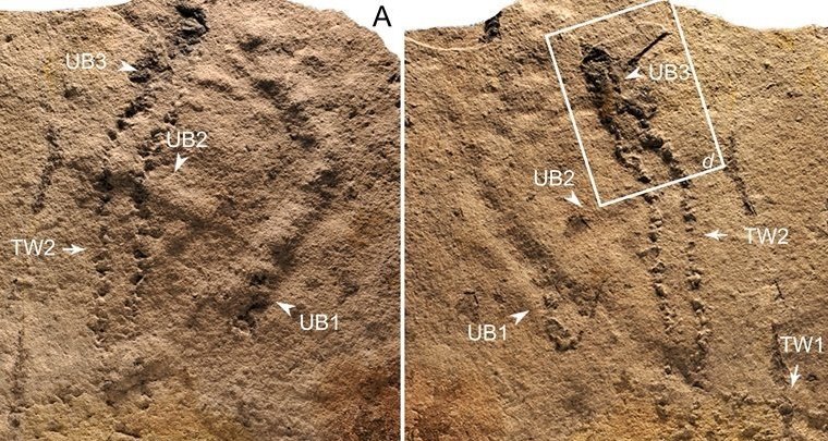 Найдены древнейшие следы животного