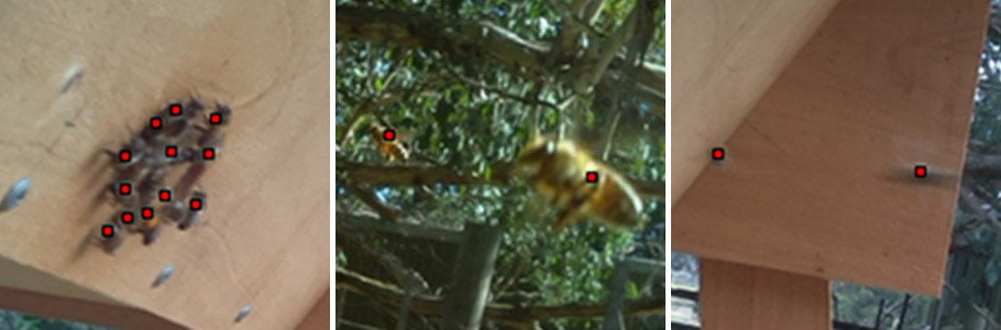 Подсчёт пчёл нейросетью на Raspberry Pi - 9