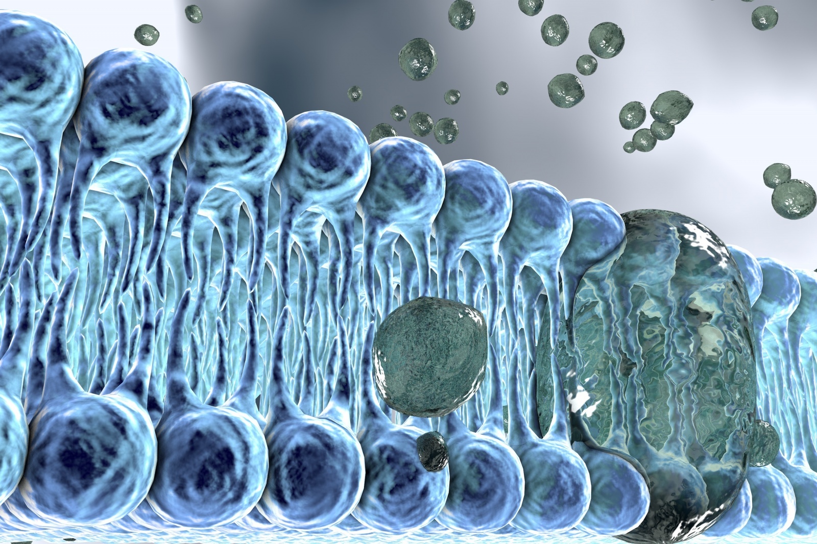 Ключ от клетки: как открыть живые ворота мембраны - 3