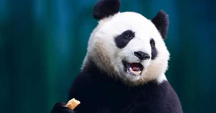 Ученые расшифровали ДНК древней панды