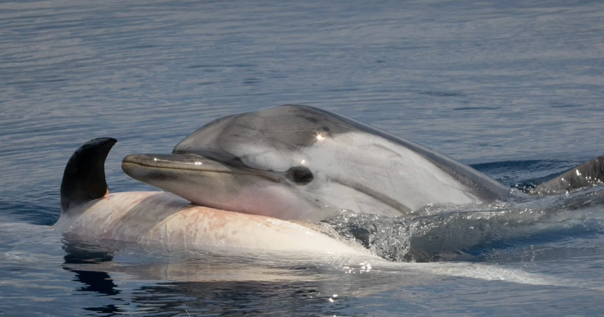Оплакивают ли дельфины своих мертвых?