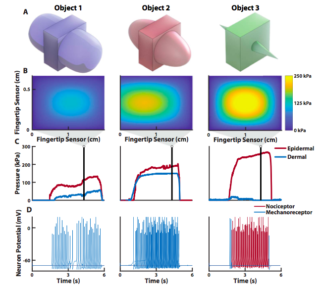В Университете Джонса Хопкинса создали искусственную кожу, которая чувствует боль - 2 В Университете Джонса Хопкинса создали искусственную кожу, которая чувствует боль - 2