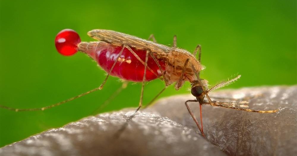 Жуткие последствия укуса обычного комара: угроза заражения