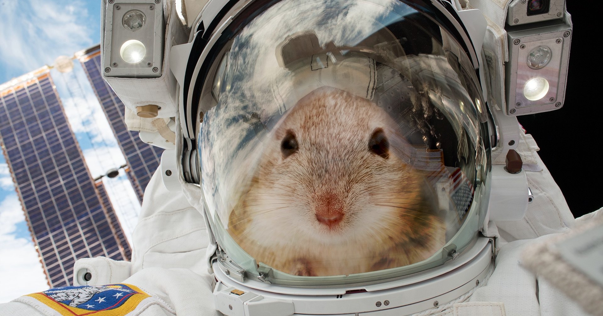 Мыши отправились в космос, чтобы помочь людям полететь на Марс