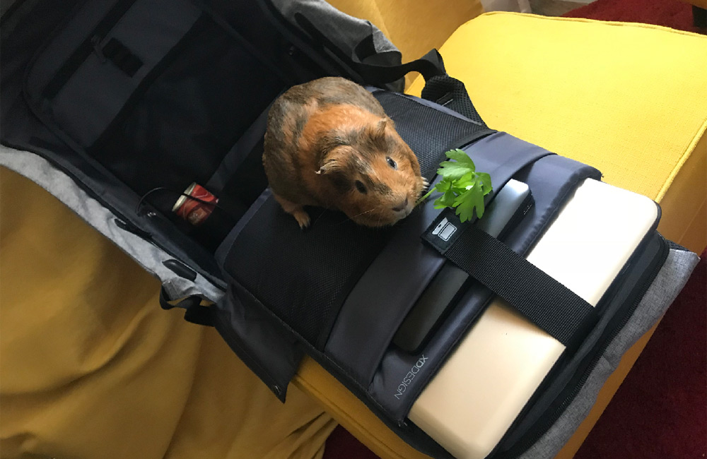 Нам нужно больше рюкзаков: Bobby XL от XD Design - 1 Нам нужно больше рюкзаков: Bobby XL от XD Design - 1