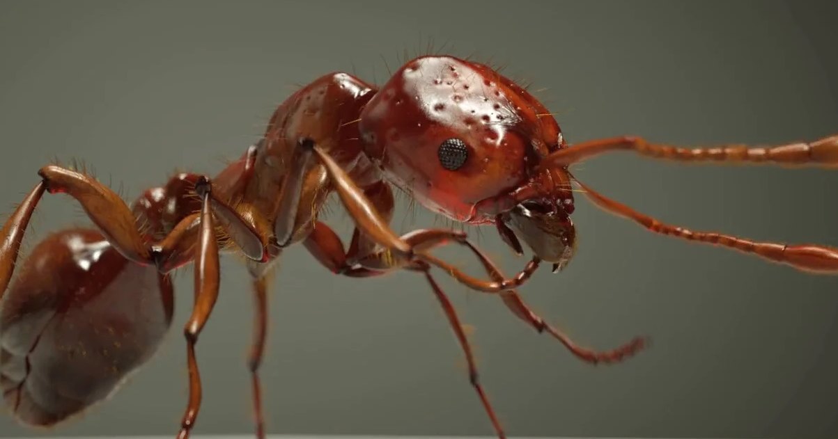 Шедевры визуализации: муравьи-убийцы, вымирающие кораллы и девятая планета