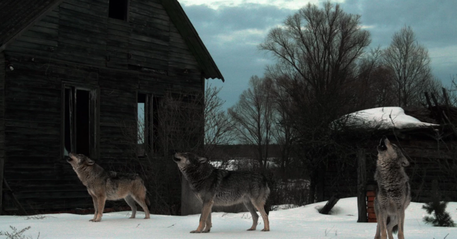 Волки покидают зону отчуждения ЧАЭС Волки покидают зону отчуждения ЧАЭС