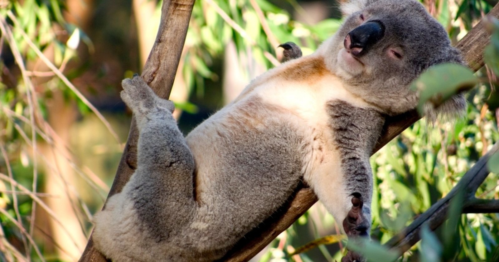 Почему коалы питаются ядовитыми листьями и не страдают от хламидий