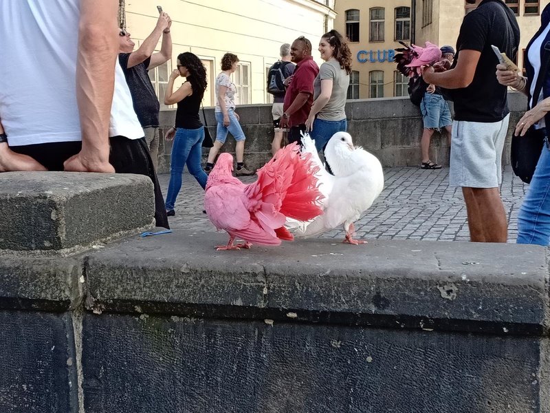 OPPO F7 — телефон для селфи