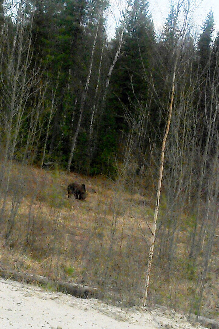 Север, воля, надежда, страна без границ (с), или Как делаются проекты в суровых сибирских условиях - 17 Север, воля, надежда, страна без границ (с), или Как делаются проекты в суровых сибирских условиях - 17