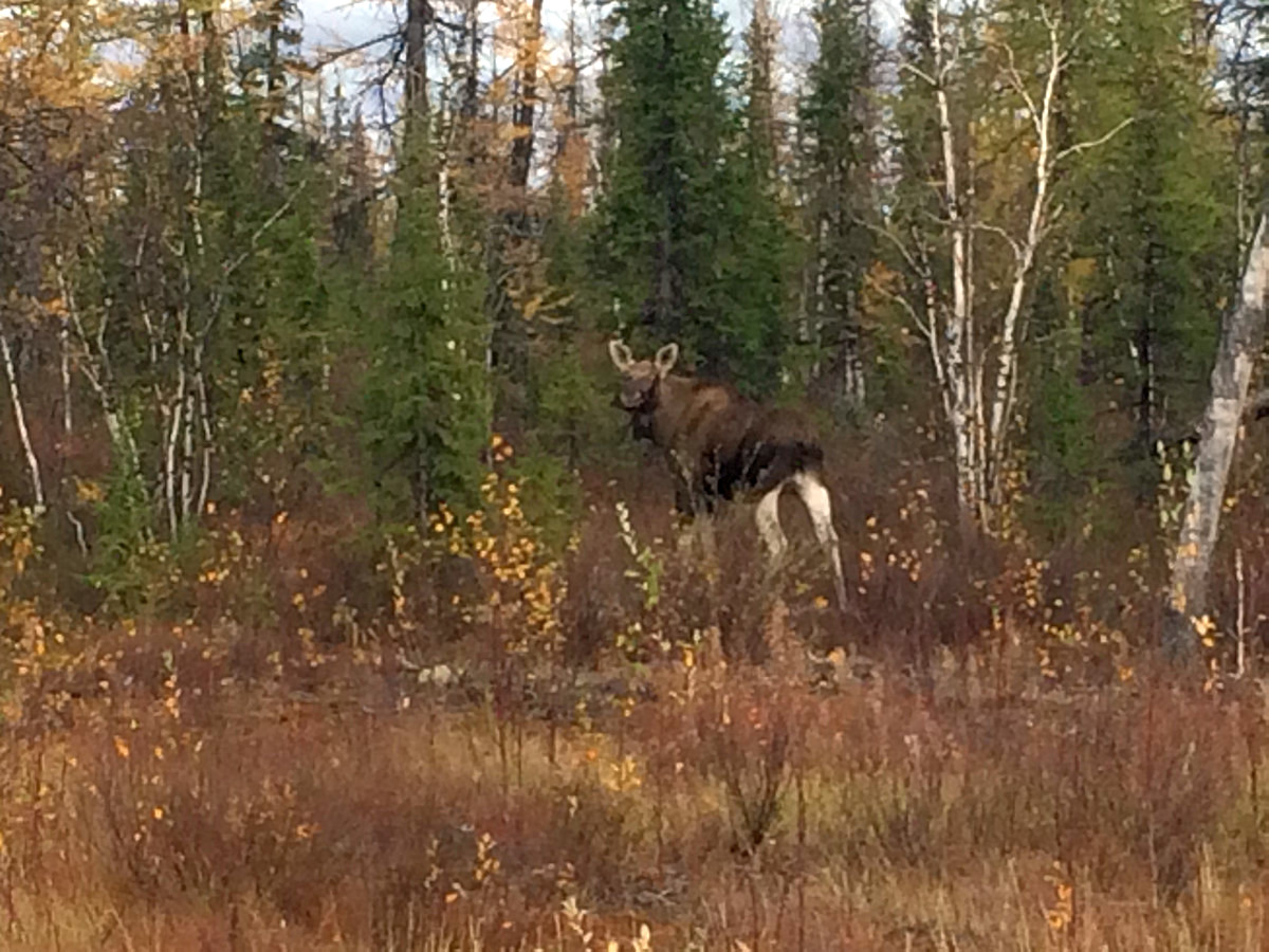 Север, воля, надежда, страна без границ (с), или Как делаются проекты в суровых сибирских условиях - 18 Север, воля, надежда, страна без границ (с), или Как делаются проекты в суровых сибирских условиях - 18