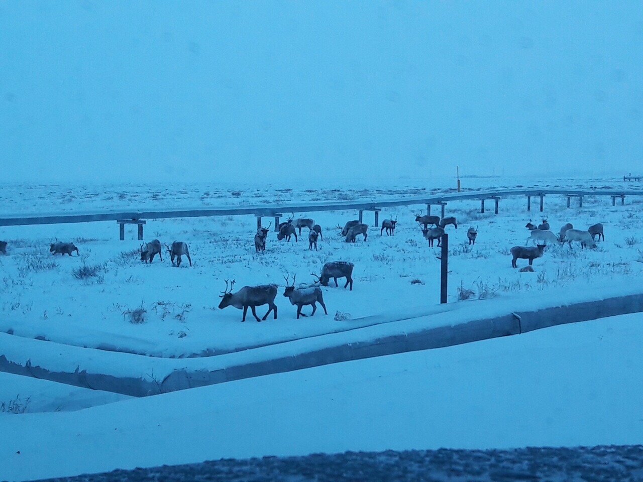 Север, воля, надежда, страна без границ (с), или Как делаются проекты в суровых сибирских условиях - 19 Север, воля, надежда, страна без границ (с), или Как делаются проекты в суровых сибирских условиях - 19