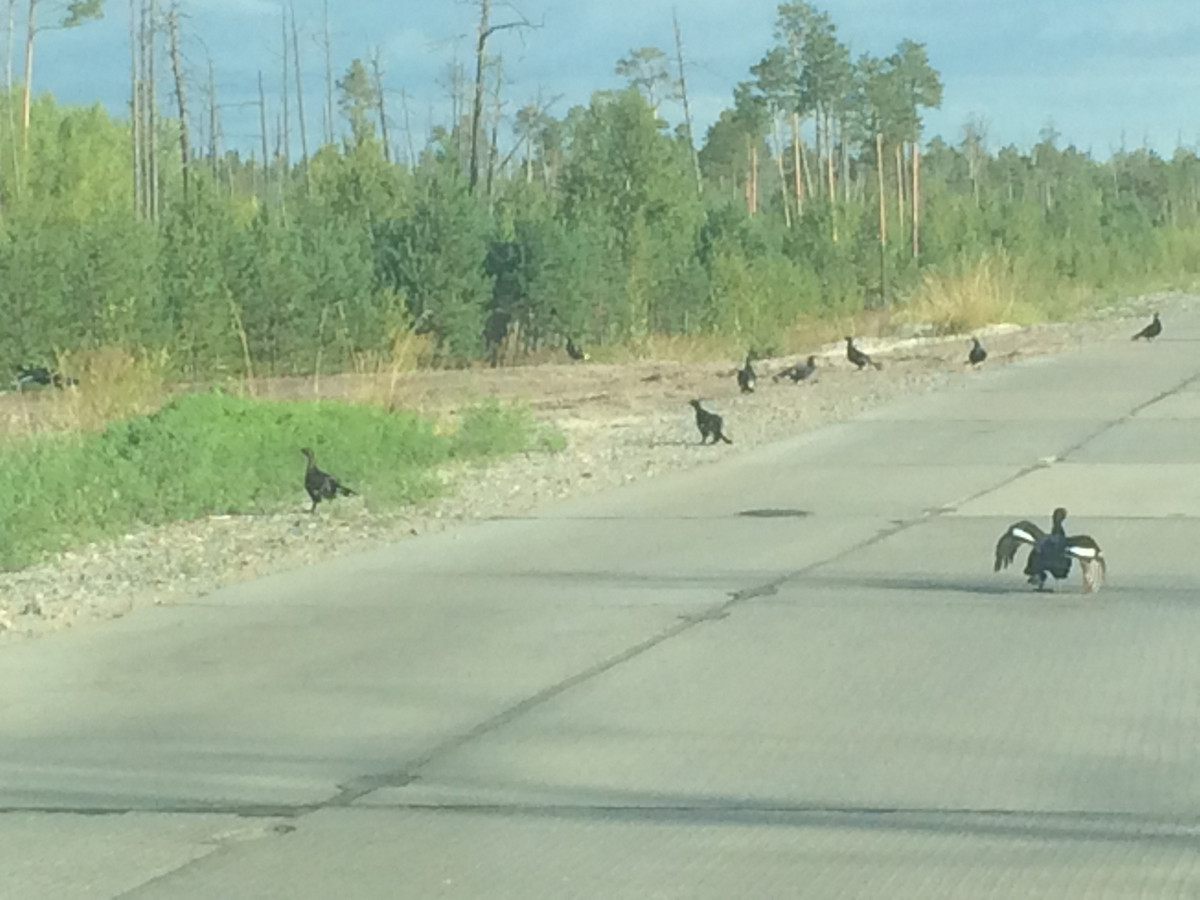 Север, воля, надежда, страна без границ (с), или Как делаются проекты в суровых сибирских условиях - 20 Север, воля, надежда, страна без границ (с), или Как делаются проекты в суровых сибирских условиях - 20