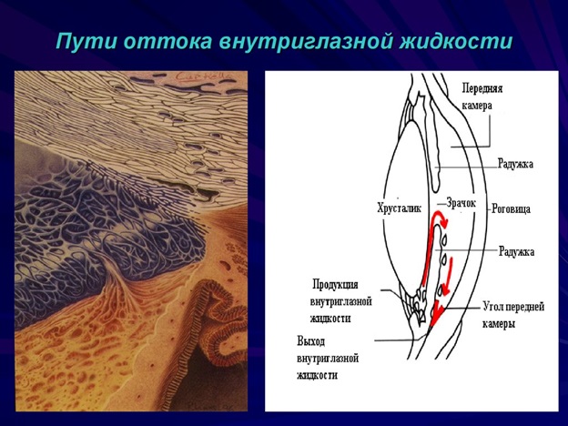 Циркуляция внутриглазной жидкости