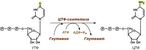 Вирусы продлевают жизнь? - 7