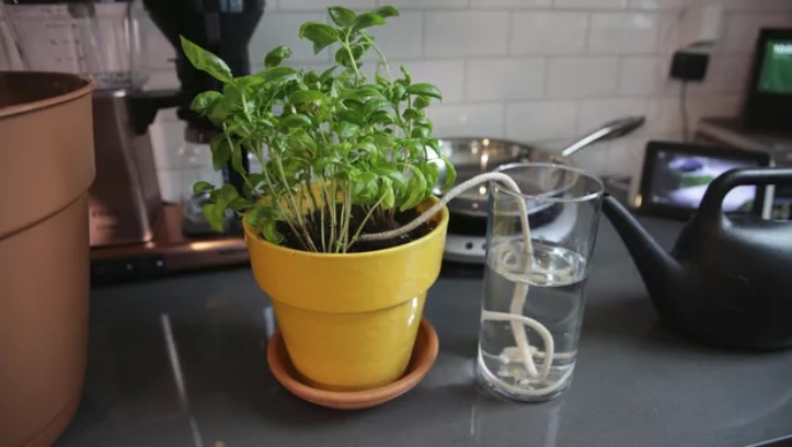 Как поливать цветы, когда вас нет дома: 4 полезных лайфхака