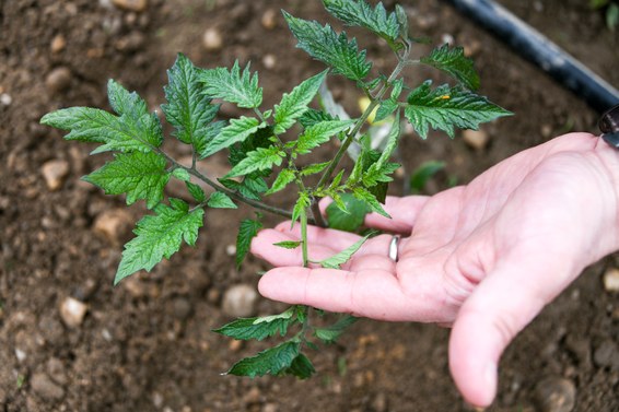 Crispr может ускорить природные процессы и изменить способы выращивания еды - 3 Crispr может ускорить природные процессы и изменить способы выращивания еды - 3