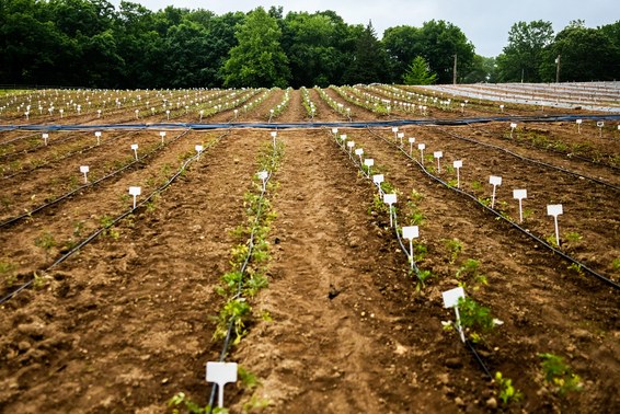 Crispr может ускорить природные процессы и изменить способы выращивания еды - 5 Crispr может ускорить природные процессы и изменить способы выращивания еды - 5