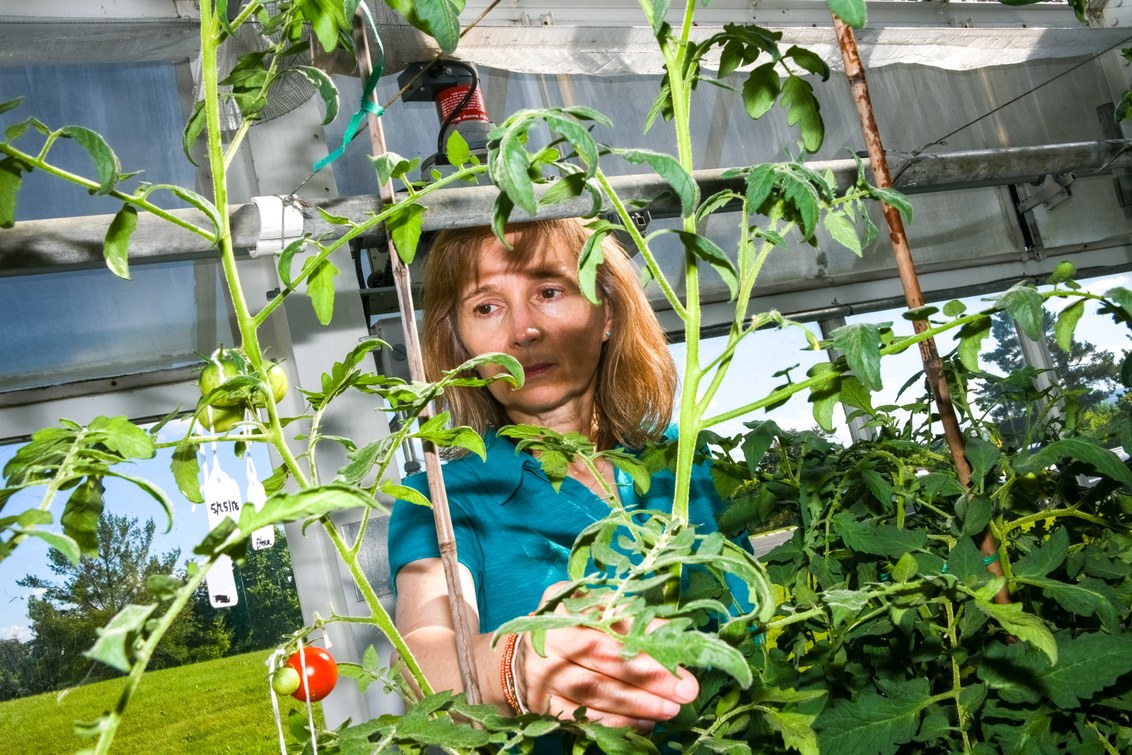 Crispr может ускорить природные процессы и изменить способы выращивания еды - 7 Crispr может ускорить природные процессы и изменить способы выращивания еды - 7