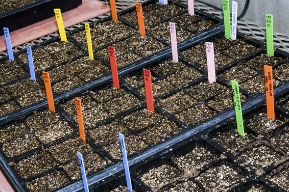 Crispr может ускорить природные процессы и изменить способы выращивания еды - 9 Crispr может ускорить природные процессы и изменить способы выращивания еды - 9