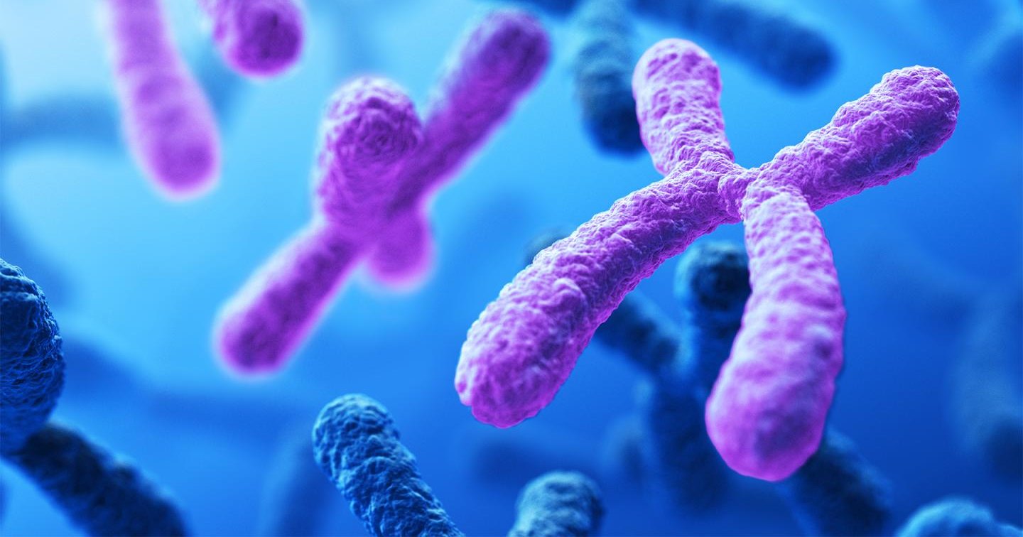 Создан первый в мире искусственный организм с одной хромосомой