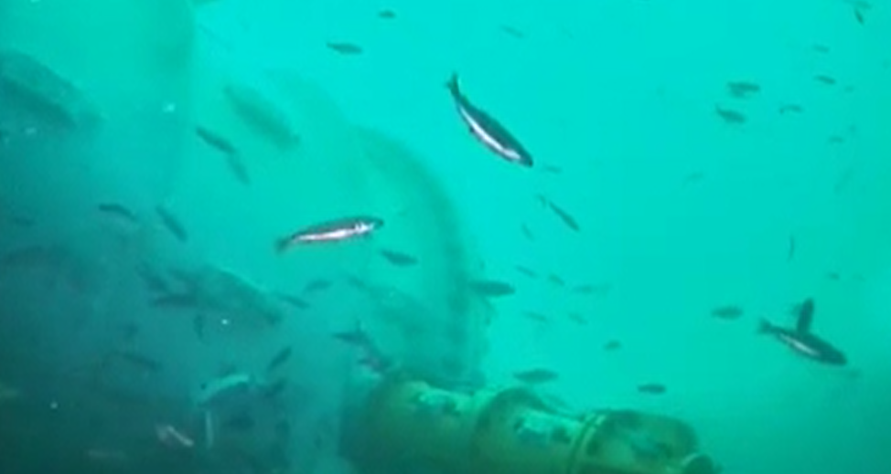 Microsoft ведет трансляцию с камер подводного дата-центра Microsoft ведет трансляцию с камер подводного дата-центра