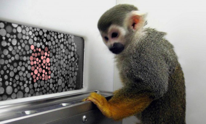 Очки для дальтоников: как это работает и в чем трудности подбора - 2 Очки для дальтоников: как это работает и в чем трудности подбора - 2